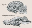 Rozdíl ve stavbě mozku mezi výchozím rodem koňovitých Eohippus (dole) a současným rodem koní Equus. Mozek rodu Eohippus odpovídal stavbou mozku vačicím rodu Didelphis. 1 – koncový mozek (cerebrum, telencephalon),  2 – mozeček (cerebellum), 3 – čichový lalok (bulbus olfactorius), 4 – prodloužená mícha (medulla oblongata)