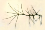 Kandelábrovité trichomy divizny  velkokvěté (Verbascum densiflorum). Snímek H. Mašková