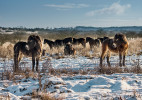 Celoroční pastva je jedním z hlavních pilířů přirozené pastvy velkých kopytníků. Exmoorští koně. Pastevní rezervace Milovice. Foto M. Köpping     