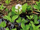 Vachta trojlistá (Menyanthes trifoliata), léčivá rostlina s bílým květenstvím. Foto J. Levý