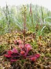 Rosnatka okrouhlolistá (Drosera rotundifolia) v době květu (srpen). Foto J. Levý