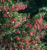 Hromadné kvetení je pro tropické lesy Bornea typické. Na snímku strom z čeledi dvojkřídláčovitých s nápadnými červenými křídly čerstvých plodů.  Foto M. Dančák