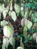 Efekt hromadného kvetení stromů na Borneu. Semenáče dvojkřídláčového druhu Shorea cf. macroptera zhruba  2–3 týdny po vyklíčení (únor 2013).  První pár pravých listů dosud téměř postrádá chlorofyl, mladé rostliny žijí ze zásob v dlouho vytrvávajících děložních  lístcích. Kuala Belalong, Brunej. Foto R. Hédl