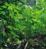Občasné mezery způsobené pádem stromů krátkodobě vnášejí světlo do lesního podrostu, čehož okamžitě využívají pionýrské dřeviny rodu Macaranga z čeledi pryšcovitých (Euphorbiaceae). Foto R. Hédl