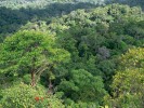 Smíšený dvojkřídláčový les  severozápadního Bornea představuje  jedno z druhově nejbohatších  rostlinných společenstev na světě. Foto M. Dančák
