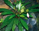 Rheofytní rostlina Piptospatha  burbidgei z čeledi áronovitých (Araceae) roste na pravidelně zaplavovaných  místech podél vodních toků. Vyznačuje se kožovitými listy a růžově zbarveným toulcem. Temburong, Brunej.  Foto L. Kobrlová 