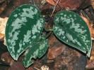Jinou áronovitou rostlinu Scindapsus pictus charakterizují bělavě tečkované listy. Temburong, Brunej. Foto M. Dančák