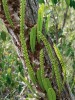 Oddenky epifytické kapradiny Lecanopteris sinuosa jsou duté a obydlené mravenci, kteří rostlinu chrání před  herbivory. NP Bako, Sarawak. Foto M. Dančák