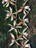 Květenství epifytické orchideje  Coelogyne pulverula je převislé a často přes 1 m dlouhé. Kelabitská vysočina, Sarawak. Foto M. Dančák