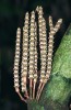 Samičí rozmnožovací orgány naho­semenné liány Gnetum macrostachyum vyrůstají v klasovitých šišticích. Jáva. Foto M. Dančák