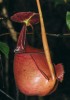 Pasti jedné z největších láčkovek Nepenthes bicalcarata upoutají dvěma dlouhými zahnutými výrůstky na víčku, připomínajícími zuby. Belait, Brunej. Foto M. Dančák