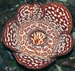 Raflézie jsou tvořeny pouze velkým květem. Na snímku drobnější druh  Rafflesia pricei. Kelabitská vysočina, Sarawak. Foto M. Dančák