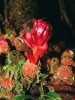 Samčí květenství parazitické  Balano­phora papuana. Kelabitská  vysočina, Sarawak. Foto M. Dančák