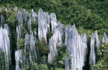 Bizarní vápencové jehly v krasových oblastech národního parku Gunung Mulu v Sarawaku. Foto M. Dančák