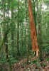 Dominantu nížinných i horských lesů Bornea tvoří stromy – jejich struktura a druhové složení se však značně liší. Zde horský les (Mt. Murud, Sarawak, Malajsie). Foto M. Dančák