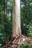 Velmi nápadní jsou zdánlivě „umírající“ jedinci rodu Tristaniopsis (zde zřejmě T. whiteana) z čeledi myrtovitých (Myrtaceae). Loupající se kůra však patří naprosto zdravým stromům. Brunej.  Foto M. Dančák