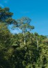 Jedny z vůbec nejvyšších stromů nejen v lesích Bornea, ale i celosvětově náleží rodu Koompassia z čeledi bobovitých (Fabaceae). Jeho exempláře nápadně ční nad koruny ostatních stromů. Kuala Belalong, Brunej. Foto M. Hroneš