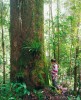 Snadno rozpoznáme také mohutné stromy damaroní Agathis borneensis z čeledi blahočetovitých (Araucariaceae), vzácného představitele nahosemenných rostlin v prostředí tropů. Najdeme je  většinou v horských lesích. Pa’Lungan, Sarawak, Malajsie. Foto R. Hédl