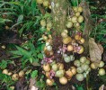 U tropických stromů se poměrně často vyskytuje kauliflorie. Na snímku zástupce rodu Garcinia (čeleď Clusia­ceae), do něhož patří i mangostana lahodná (G. mangostana), běžně nazývaná mangostan, pěstovaná pro příjemně nakyslé plody. Pa’Lungan, Sarawak, Malajsie. Foto M. Dančák