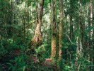 Velká strukturní i taxonomická diverzita a různorodost růstových forem rostlin je charakteristickým rysem primárních tropických deštných lesů ostrova Borneo. Na snímku z ledna 2014 les poblíž Pa’Lunganu (Sarawak, Malajsie) v nadmořské výšce okolo 1 200 m. Zde postupně přechází smíšený nížinný dvojkřídláčový les do horského lesa, který tvoří horní hranici v nadmořské výšce okolo 2 300 m. Foto R. Hédl