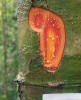 Zásek do borky – obvyklá metoda při určování tropických dřevin. Červený nádech a oranžový exudát naznačují muškátovníkovité (Myristicaceae) a dva běžné rody v nížinném lese (zde z Bruneje) – Knema a Horsfieldia. Pro přesnější zařazení potřebujeme herbářový vzorek. Foto R. Hédl