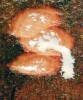 Bílý latex prýštící ze záseku je typický pro více čeledí, zde může jít o ledvinovníkovité (Anacardiaceae), jejichž latex  po chvíli na vzduchu tmavne. Foto R. Hédl
