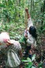 Nedocenitelnou pomoc při práci v tropickém lese poskytují místní obyvatelé. Zde Ibanky sestřelují jinak obtížně dostupné listy z vybraných stromů.  Účelem je taxonomické určení sledovaných stromů na jedné z hektarových trvalých ploch v Kuala Belalong v Bruneji. Foto R. Hédl