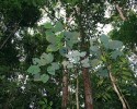 Rod Macaranga z čeledi pryšcovitých (Euphorbiaceae) zahrnuje řadu druhů fungujících jako pionýrské dřeviny  v tropických lesích. Andulau, Brunej. Foto R. Hédl