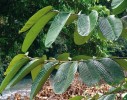 Parashorea macrophylla – jeden ze zástupců dvojkřídláčovitých (Dipterocarpaceae) – čeledi tvořící dominantu nížinných deštných lesů jihovýchodní Asie. Kuala Belalong, Brunej. Foto M. Dančák