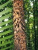 V místních tropických lesích  najdeme mezi stromy také palmy. Kmen poměrně běžného druhu Oncosperma horridum chrání masivní otrnění. Brunej. Foto R. Hédl