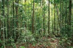 Dominantu nížinných i horských lesů Bornea tvoří stromy – jejich struktura a druhové složení se však značně liší. Na obrázku nížinný les (Andulau, Brunej). Foto M. Dančák