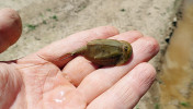 Obyvatelé mělkých tůní ve sledovaných vojenských prostorech. Listonoh letní (Triops cancriformis). Foto V. Kolář