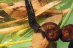 Larva vodomila rodu Hydrophilus požírající okružáka (Planorbidae).  Foto V. Kolář