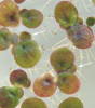 Velké lístky závitky mnohokořenné (Spirodela polyrhiza, 5–7 mm) zakládají tmavší menší ploché turiony (2–3 mm, viz šipky) už v průběhu horkého léta (srpen 2018). Foto L. Adamec