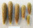 Palicovité turiony stolístku přeslenitého (Myriophyllum verticillatum) mohou být dlouhé až 4 cm. Foto L. Adamec