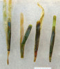 Turiony rdestu ostrolistého (Potamogeton acutifolius) jsou dlouhé až 4 cm a tvořené několika plochými listy. Foto L. Adamec