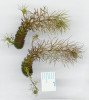 Rostoucí turiony bublinatky tmavé (Utricularia stygia). Původní listy turionů neobsahují pasti. Foto L. Adamec