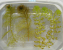 Letní rostoucí rostliny bublinatky jižní (Utricularia australis, vlevo) a aldrovandky měchýřkaté (Aldrovanda vesiculosa, vpravo).  Upraveno podle: L. Adamec a kol. (2024)