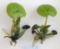 Rostoucí turiony voďanky žabí (Hydrocharis morsus-ranae). Štítovité listy voďanky plavou na hladině. Foto L. Adamec