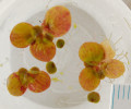 Letní lístky (frondy) závitky mnohokořenné (Spirodela polyrhiza) vytvářejí v bočních kapsách malé tmavé ploché turiony klesající ke dnu. Foto L. Adamec