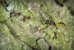 Na kriticky ohroženého mravence lužního (Liometopum microcephalum) se predačně vážou podobně ohrožené kutilky rodu Tracheliodes, a to druhů T. curvitarsis a T. varus.  Žádné jiné druhy mravenců u nás neloví, a proto platí, že s úbytkem kořisti ještě rychleji mizejí její úzce specializovaní lovci. K útoku na vyhlédnutého mravence se chystá T. curvitarsis. Foto J. Klváček
