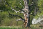 Jestliže se dub letní (Quercus robur) při svém růstu takřka nevychyloval z vertikály, a navíc má dokonce nízko položené větve, může i jako souš stát na svém místě ještě velmi dlouho a dobře sloužit mnoha generacím živočichů.  Na snímku je patrná také hustá mlazina javoru babyky (Acer campestre), jež zastínila okraj lesa. Foto J. Klváček