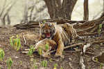 Mladý tygr hájí kořist proti sourozenci. Mládě ve věku kolem 13–14 měsíců ulovilo zřejmě svou vůbec první kořist – koloucha axise indického (Axis axis). Foto J. Suchomel, národní park Ranthambore (Rádžasthán), duben 2015