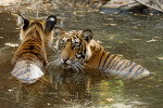Pokud je to možné, tráví tygři v období sucha přes den většinu času ochlazováním ve vodě. Na obrázku jsou mláďata stará asi 13 měsíců, která ještě stále doprovázejí matku. Již v tomto věku jsou však schopna lovit menší kořist. Národní park Ranthambore, Indie, Rádžasthán, duben 2015. Foto J. Suchomel