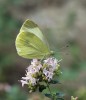 Bělásek jižní (Pieris mannii) byl znám z několika kusů odchycených  v 60. a 70. letech na Pálavě, pak zmizel a počítal se mezi vyhynulé elementy stepní fauny. Nedávno se ale začal šířit západní Evropou a v r. 2018 se objevil i v jižních Čechách. Je otázka,  nakolik mu pomohla klimatická změna  a nakolik fakt, že se adaptoval  na život v zahradách. Foto Z. Hanč