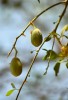 Plody stromu Balanites aegyptiaca se podobají datlím a místní obyvatelé je využívají pro údajné antidiabetické účinky. Foto J. Valenta