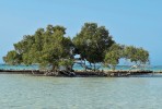 Velmi starý exemplář kolíkovníku Avicennia marina v zátoce El Qulaan je vyhledávanou atrakcí pobřežní části egyptského národního parku Wadi  El Gemal. Mangrovový ekosystém je zde soustředěn do malých chráněných zátok. Foto J. Valenta
