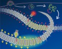 Schematické znázornění infekce  buňky retrovirem. Zeleně jsou označeny dva retroviry integrované do různých oblastí jaderné DNA. Retrovirus  začleněný do oblasti DNA asociované s modifikovanými proteiny nepodporujícími aktivitu genů (červené značky) je tzv. umlčený a jeho přítomnost se  v buňce neprojeví (červený semafor). Naproti tomu retrovirus vložený  v aktivní oblasti (trojice žlutých teček) zůstává aktivní a je schopen řídit  produkci vlastních proteinů a tvorbu nových virových partikulí.  Orig. P. Hradský, M. Auxt a F. Šenigl