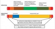 Schematické znázornění genetické informace obsažené v retroviru a retro­virovém vektoru. Retrovirový vektor  má odstraněny všechny virové geny (přesněji řečeno otevřené čtecí rámce, části kódující proteiny), ponechány jsou pouze některé sekvence zodpovědné za zabalení RNA obsahující genetickou informaci vektoru do virové partikule, a také část regulačních sekvencí hrajících roli při přepisu virové RNA do DNA a její integraci do DNA hostitelské buňky. Orig. F. Šenigl