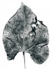 Listová skvrnitost po umělé infekci kmeny Pseudomonas aeruginosa izolovanými z klinického materiálu od hospitalizovaných pacientů. Foto M. Novák
